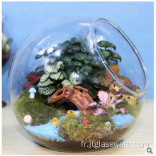 Véritable beau terrarium végétal fonctionnel